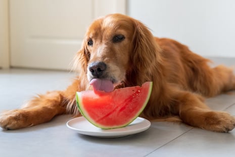 ¿Qué frutas refrescarán a tu perro en verano y cuáles no debes darle?