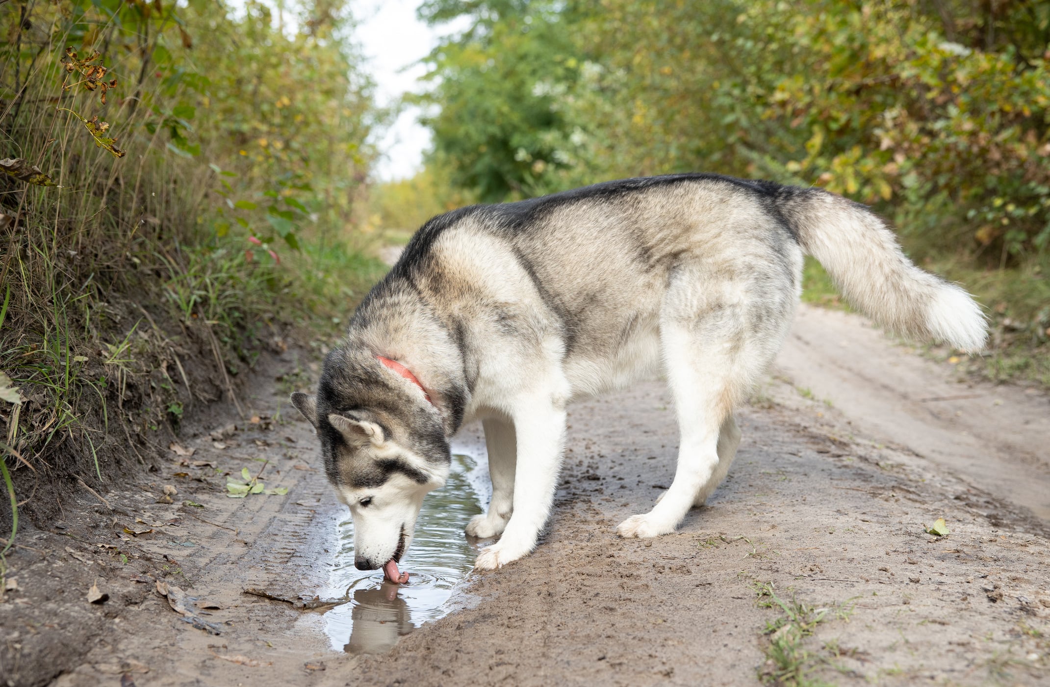 La leptospirosis en perros es una enfermedad infecciosa grave que ataca riñones e hígado, pudiendo ser mortal. Foto: Istock