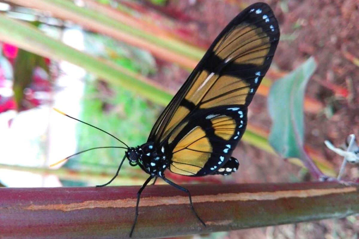 Las más longevas con la especie Monarca que pueden vivir hasta 10 meses (Foto: GEC)