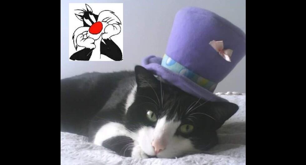 Los gatos tienen tres fechas de celebración cada año. Veterinarios indican que los mininos pueden pasar 14 horas del día durmiendo. (Trome)