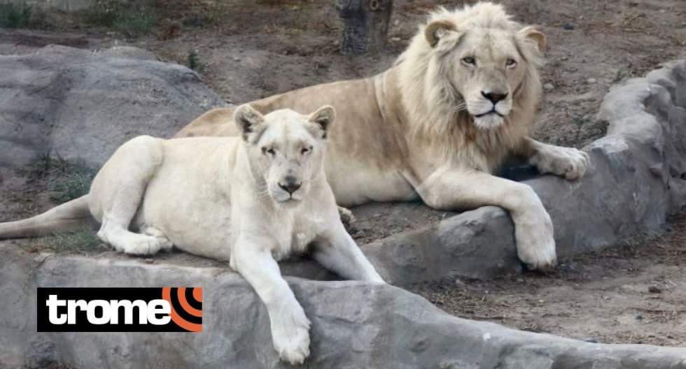 Leones celebrarán su día en el centro recreacional