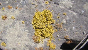 En el Santuario de Amancay de UNACEM se registran cinco nuevas especies de líquenes