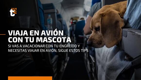 Todo lo que debes saber para viajar en avión con tu mascota