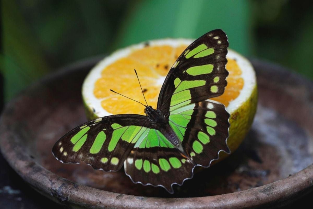 Las mariposas tiene diversos tamaños, pero no superan los 31 centímetros (Foto: EFE)