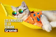 Ellos se robaron el show: estos son los cuatro engreídos Trome de la semana