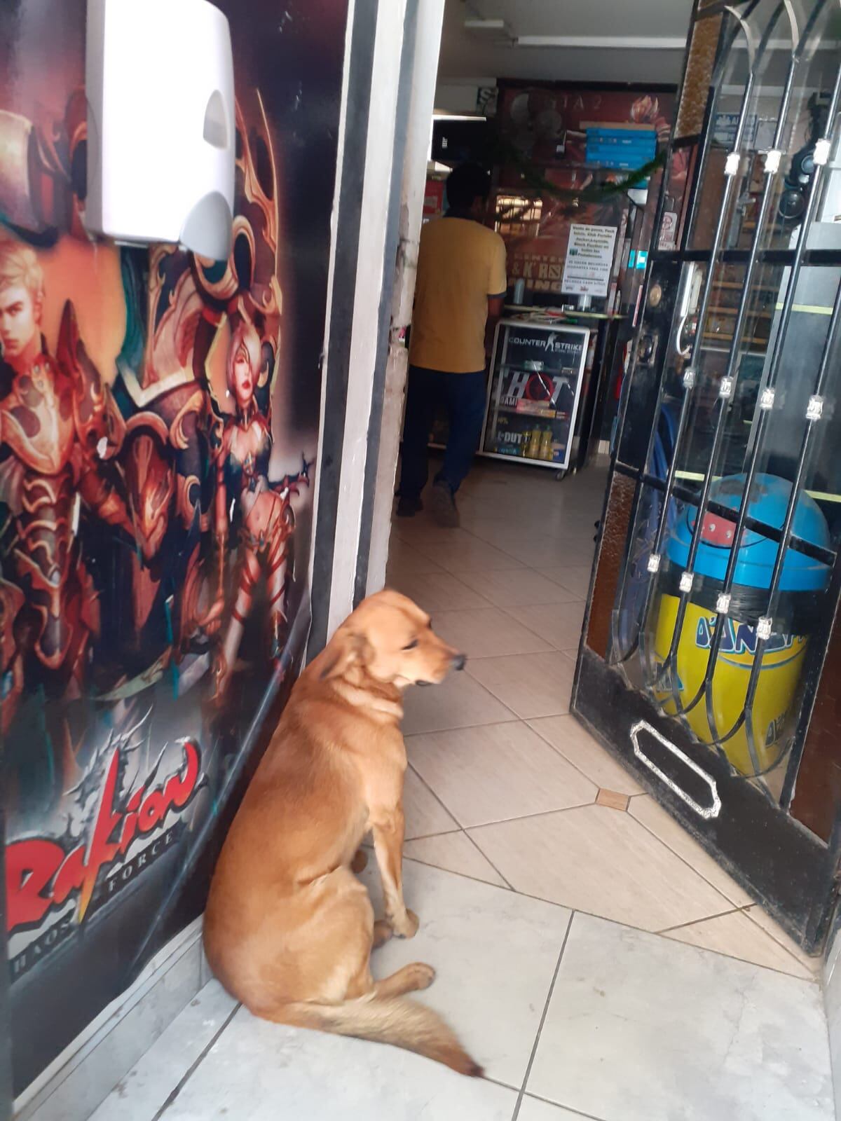 Los fieles perritos ‘lucas’ y su hermanito ‘george’, hicieron huir con sus ladridos y corretearon a dos escurridizos delincuentes. (foto: Mónica Rochabrum/Trome)