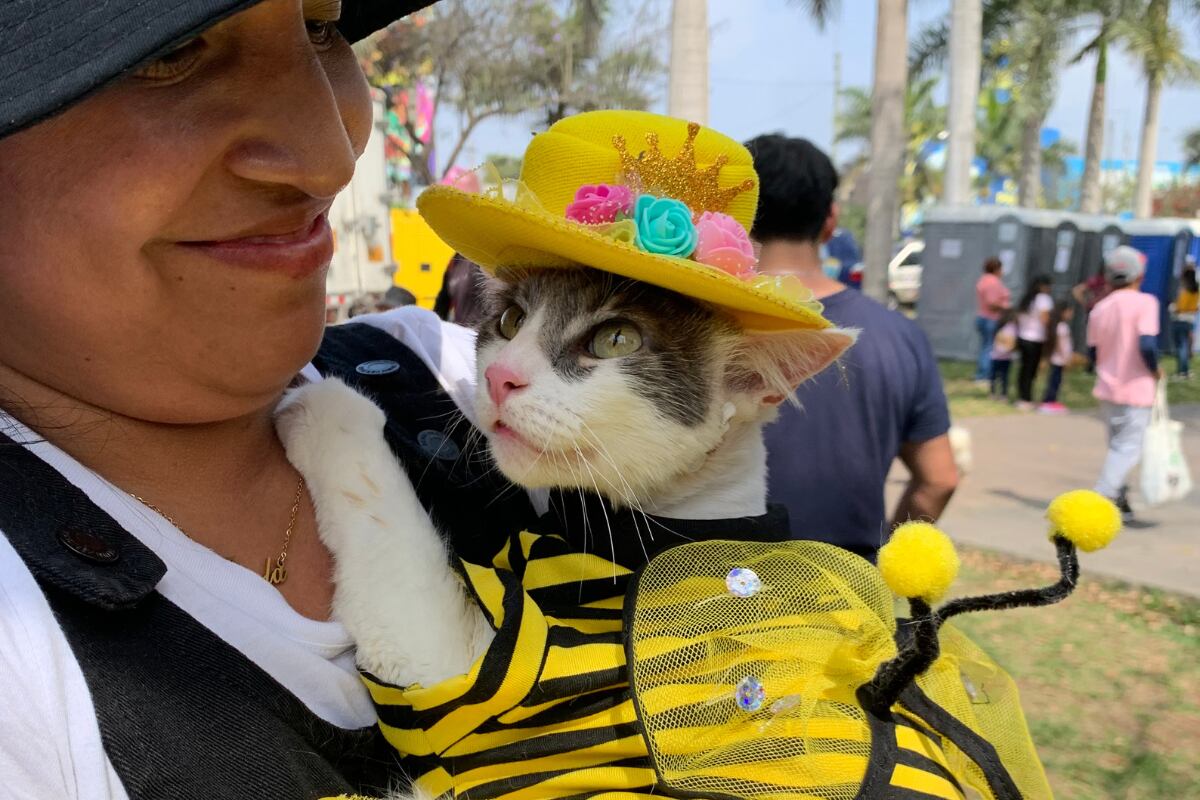 ¡Atención, amantes de las mascotas! Habrá festival gratuito con consultas veterinarias, vacunas y premios