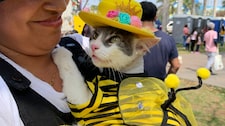 ¡Atención, amantes de las mascotas! Habrá festival gratuito con consultas veterinarias, vacunas y premios