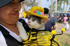 ¡Atención, amantes de las mascotas! Habrá festival gratuito con consultas veterinarias, vacunas y premios