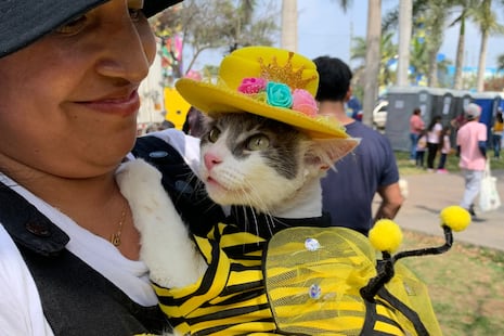 ¡Atención, amantes de las mascotas! Habrá festival gratuito con consultas veterinarias, vacunas y premios