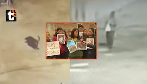 ¡Maltrato animal en VES! Hombre envenena a 14 perritos, vecinos creen que buscaba dejar desprotegido el barrio