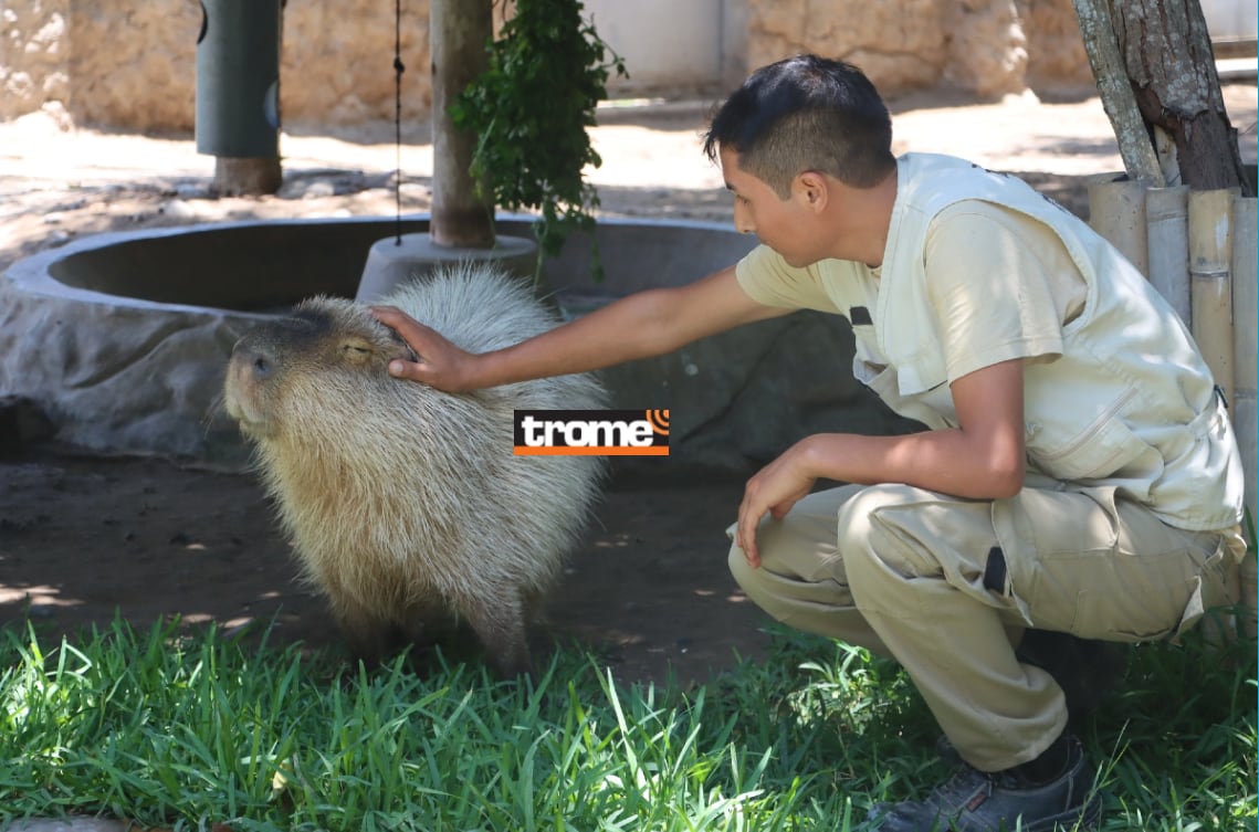 Wilson es el capibara más famoso del Perú y vive en el Parque de Las Leyendas. (Isabel Medina / Trome).