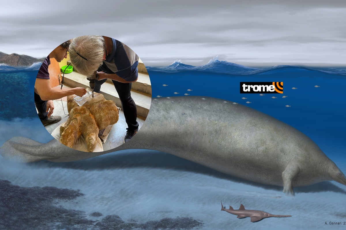 Los restos del Perucetus colossus están expuestos en el Museo de Historia Natural.