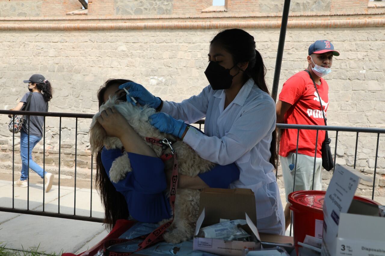 Perritos y gatitos, los engreídos de la casa, y sus 'papis' humanos salieron felices tras recibir sus vacunas.