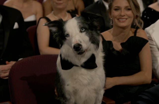 Messi, el perro de ‘Anatomía de una caída’, si asistió a la ceremonia de entrega de los Oscar. (Foto: Captura de video)
