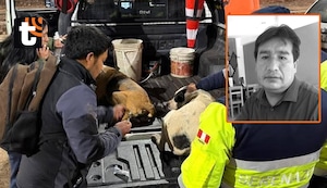 Cusco: Perros alimentados con restos humanos son puestos en adopción tras macabro hallazgo