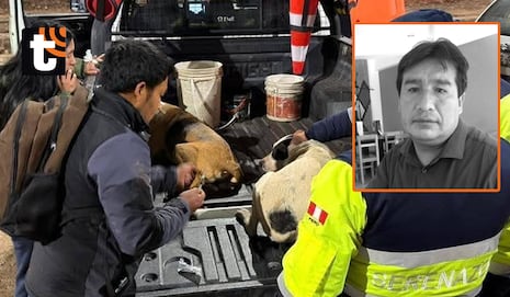Cusco: Perros alimentados con restos humanos son puestos en adopción tras macabro hallazgo