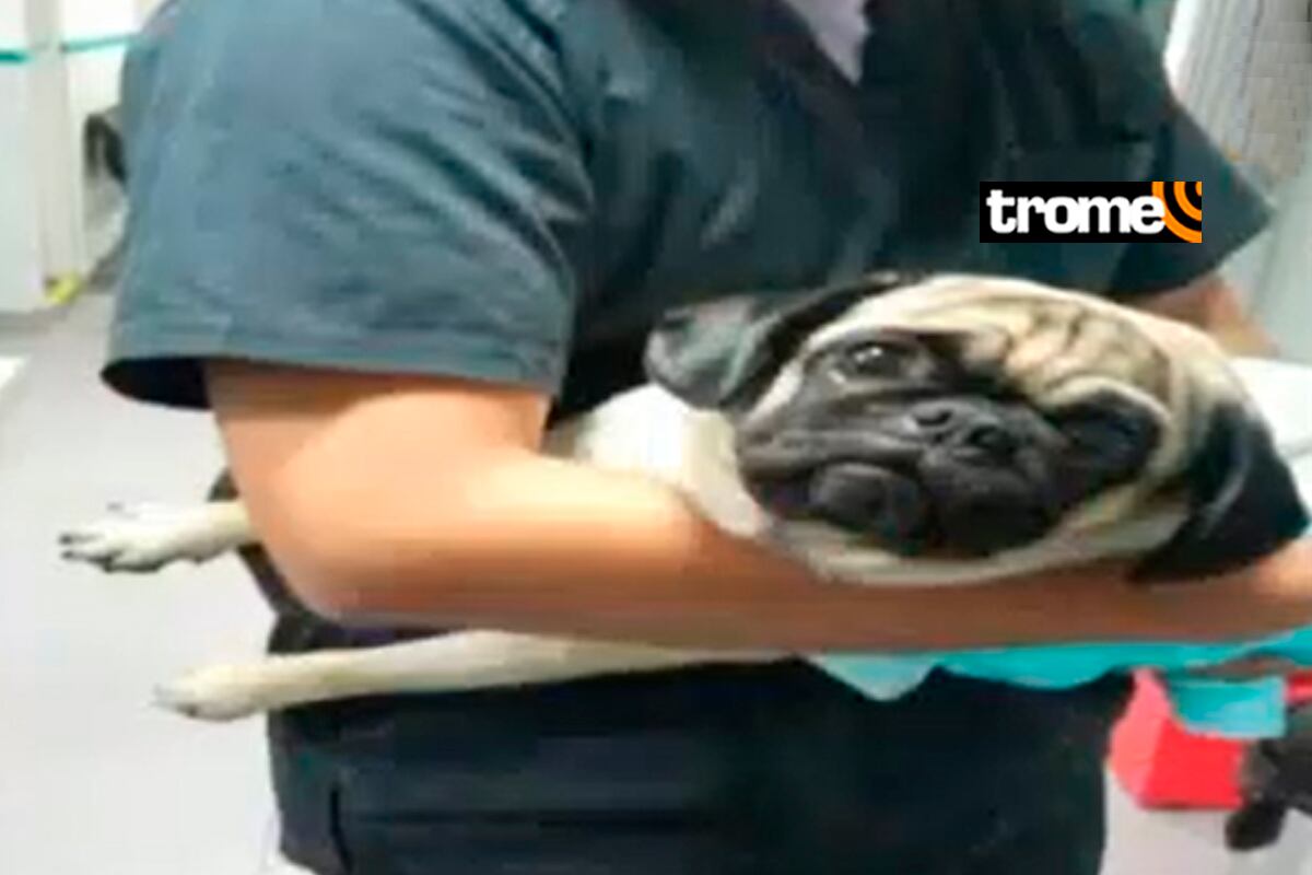 Perrita fue acuchillada por sujeto, pareja de su dueña.