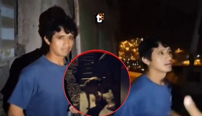 Sujeto corta los genitales a su perro en Independencia.