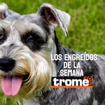 Peluditos que roban corazones: conoce a los nuevos engreídos Trome de la semana