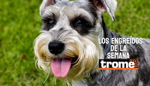 Peluditos que roban corazones: conoce a los nuevos engreídos Trome de la semana