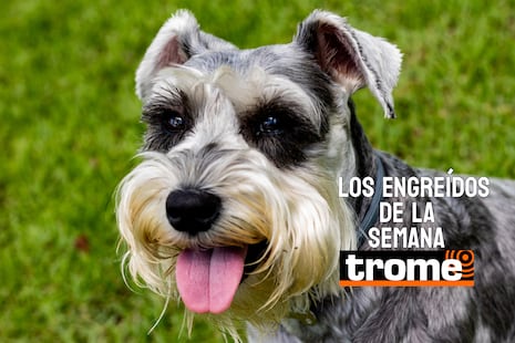 Peluditos que roban corazones: conoce a los nuevos engreídos Trome de la semana