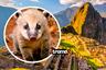 Pareja de coatíes y sus crías fueron grabados por turistas en Machu Picchu: causaron gracia y ternura
