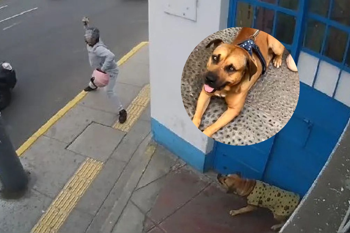 Cámaras grabaron momento de la agresión. Policía busca al motociclista.