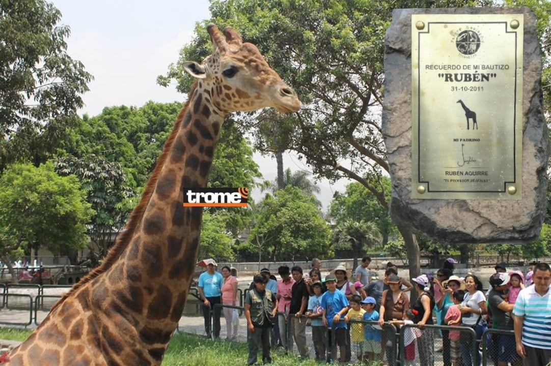 Es uno de los animales más visitados en este recinto que alberga y trabaja la conservación de muchas especies de fauna. (Isabel Medina / Trome)