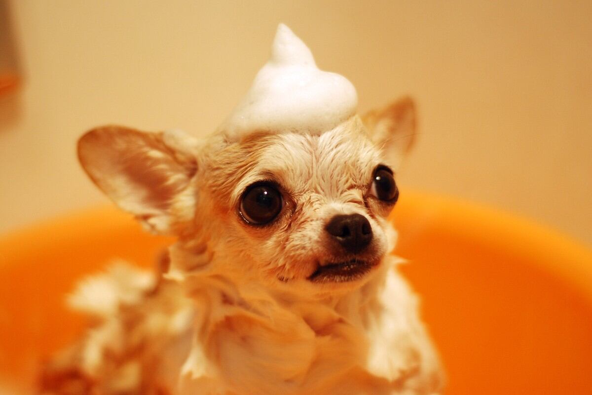 Las mascotas no pueden usar el mismo champú que sus humanos. (Foto: Pexels)