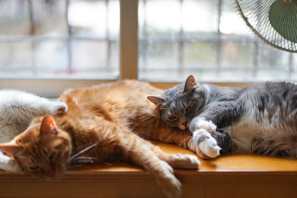 Cada 8 de agosto se celebra el Día Internacional del Gato. (Foto: Pexels)