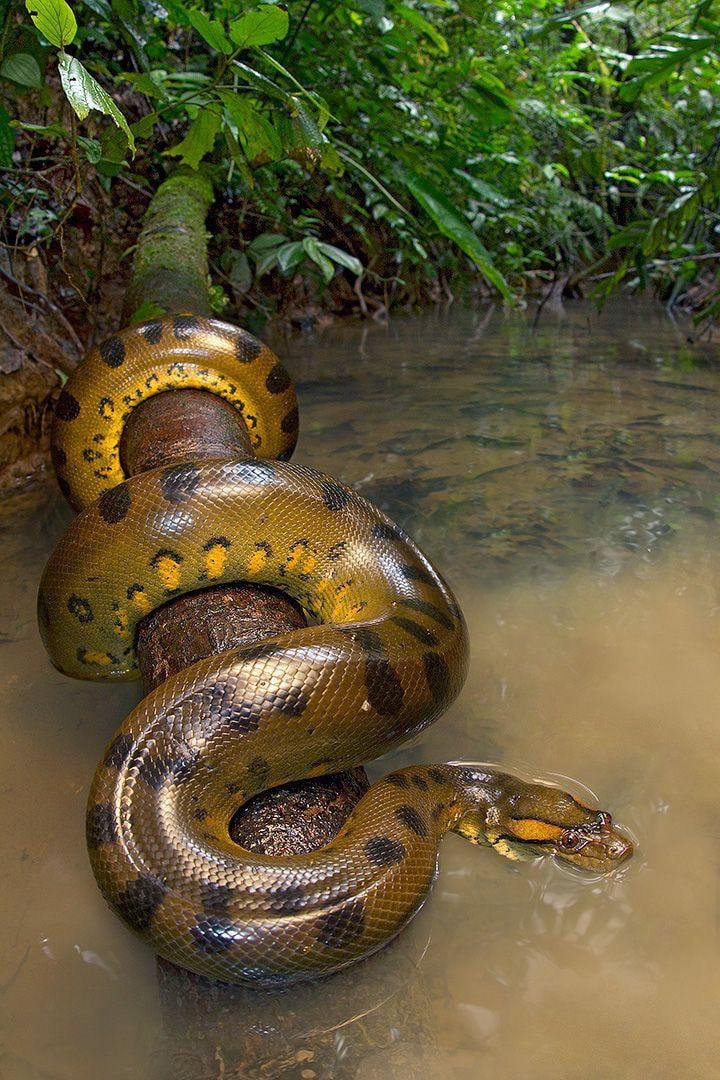 Anaconda verde