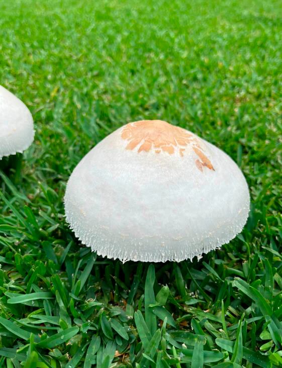 Este fue el hongo que comió Jonathan Herrman. Las consecuencias fueron graves pero pudo recuperarse satisfactoriamente.| Foto: Jonathan Herrman