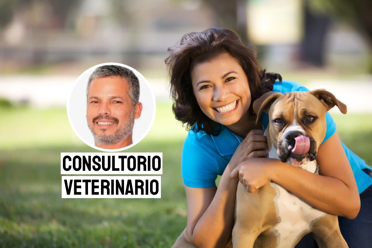Los cuidados adecuados de una mascota, alimentación, higiene, vacunas y afecto, son fundamentales para asegurar una vida larga, saludable y feliz, previniendo enfermedades graves y mortales. Foto: composición/Istock