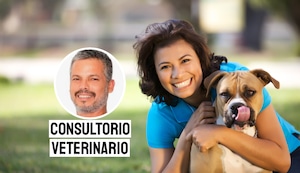 Responsabilidad y cuidado: claves para mantener sana a tu mascota