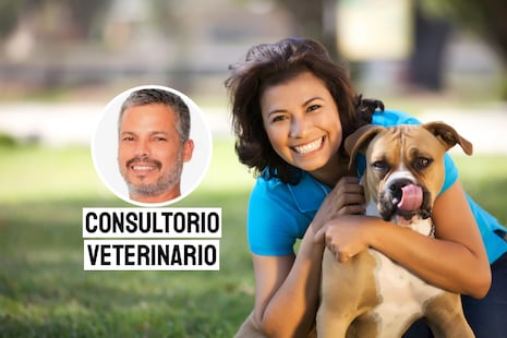 Responsabilidad y cuidado: claves para mantener sana a tu mascota
