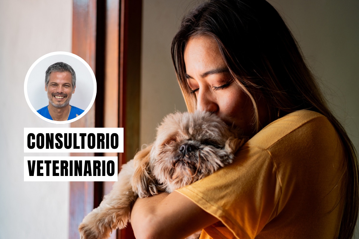 Para cuidar a tu perro en un temblor, mantén la calma, sujétalo con su correa y ten lista una mochila de emergencia para él. Foto: composición/Istock