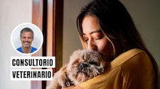 ¿Qué hacer con tu mascota antes, durante y después de un sismo?