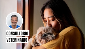 ¿Qué hacer con tu mascota antes, durante y después de un sismo?