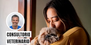 Para cuidar a tu perro en un temblor, mantén la calma, sujétalo con su correa y ten lista una mochila de emergencia para él. Foto: composición/Istock