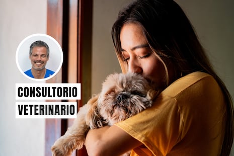 ¿Qué hacer con tu mascota antes, durante y después de un sismo?