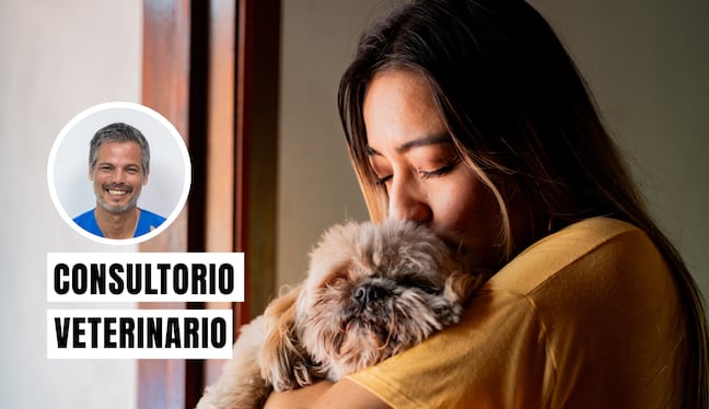 Para cuidar a tu perro en un temblor, mantén la calma, sujétalo con su correa y ten lista una mochila de emergencia para él. Foto: composición/Istock