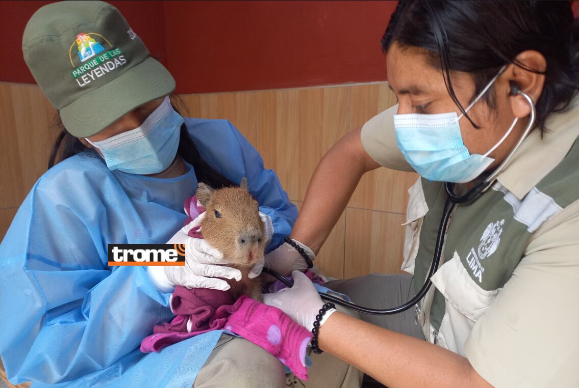 Crías de capibaras llegaron de la selva y son nuevos miembros del Parque de Las Leyendas. También habrá sorpresas con el capibara Wilson. (Trome).