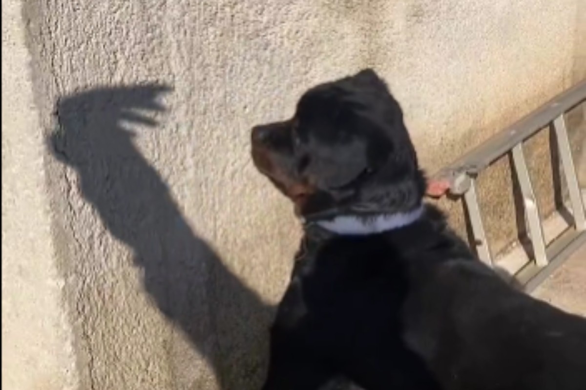 Un can quiso jugar con la presunta sombra de su amo. (Foto: @contextdogs / Twitter)