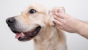 ¿Cómo limpiarle las orejas a mi perro? ¿Cada cuánto tiempo debo hacerlo?