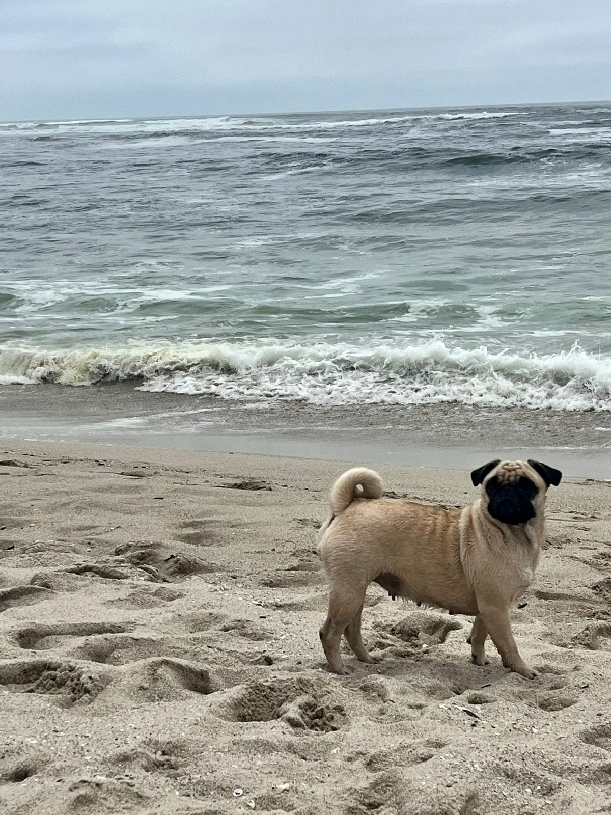 Puedes llevar a tu mascota, pero recoge sus desechos