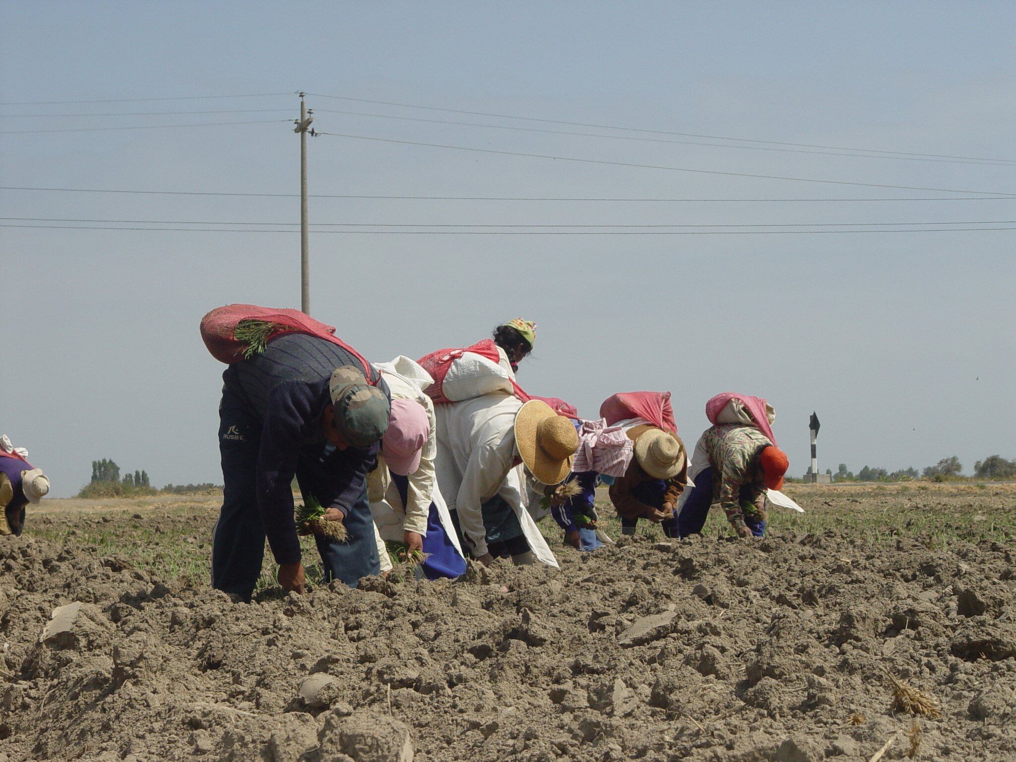 Hombres del agro recibirán bono (Foto: GEC)