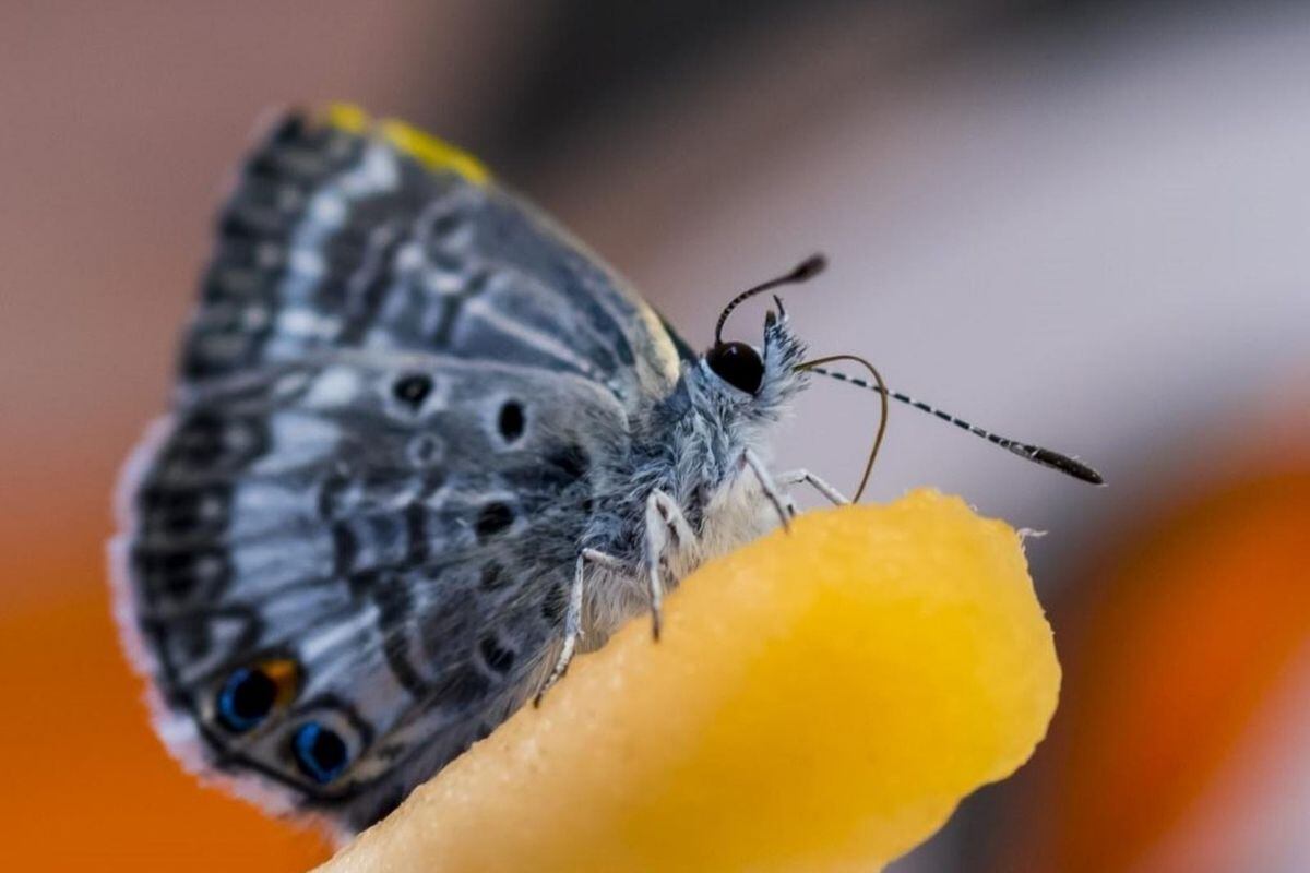 Son insectos que necesitan temperaturas cálidas para vivir (Foto: EFE)
