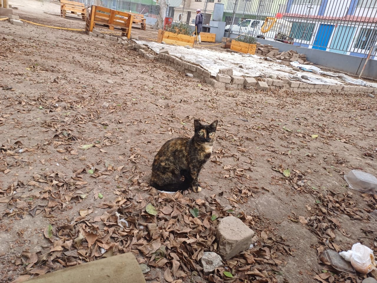 Así como este gatito hay unos 50 'michis' abandonados en la huaca de Chorrillos y que esperan encontrar hogar. ¿Se anima?