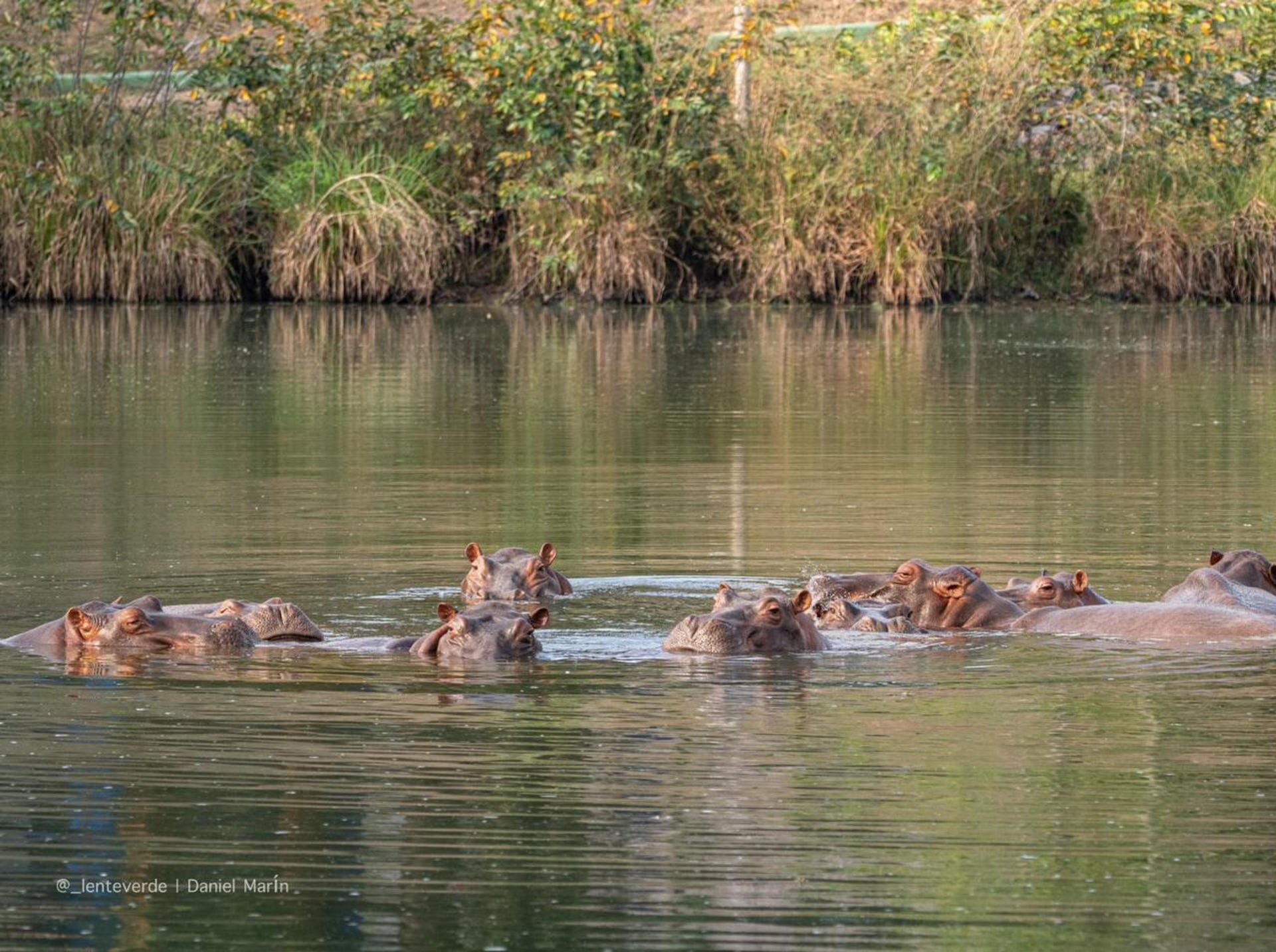 El heredero multimillonario indio Anant Ambani ofreció al Gobierno colombiano llevarse 80 hipopótamos a su propio centro de rescate de fauna en el oeste de la India. (EFE/ Vantara).